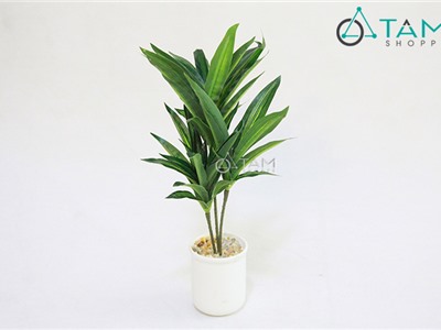 Chậu cây thần tài 3 nhánh để bàn số 74